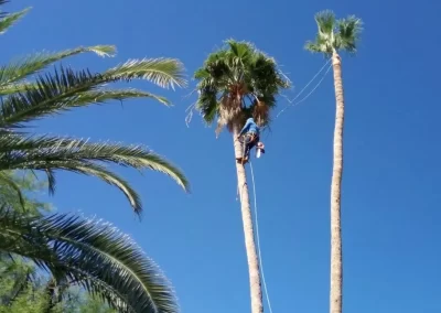 Dependable Palm Tree Trimming