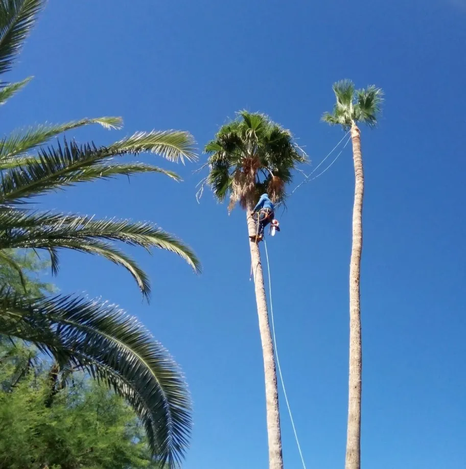 Dependable Palm Tree Trimming