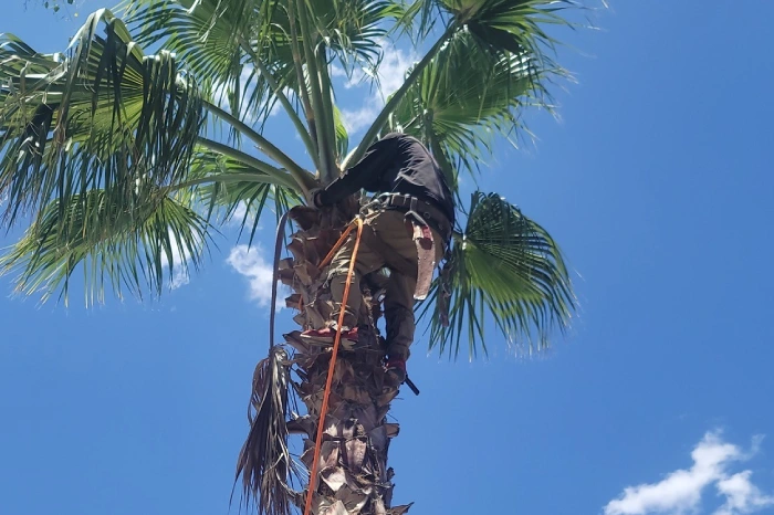 Palm Tree Trimming