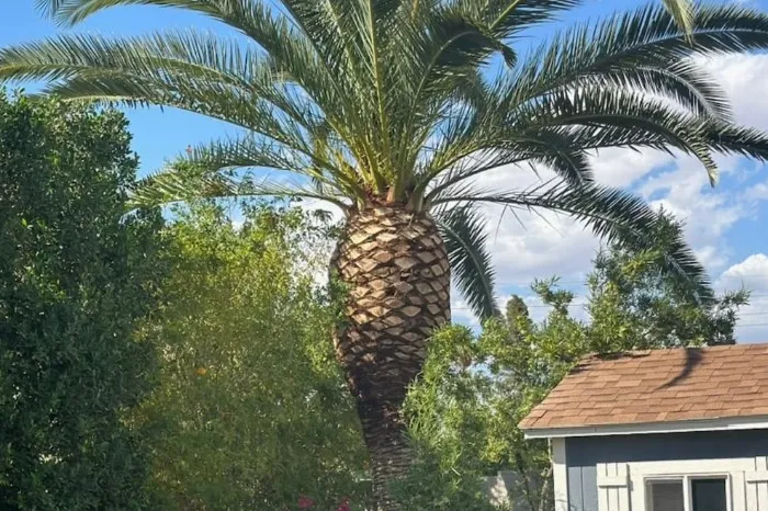 Professional Palm Tree Trimming