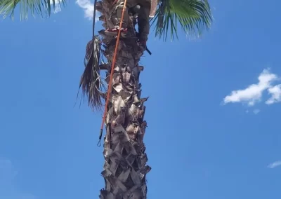 Quality Palm Tree Trimming