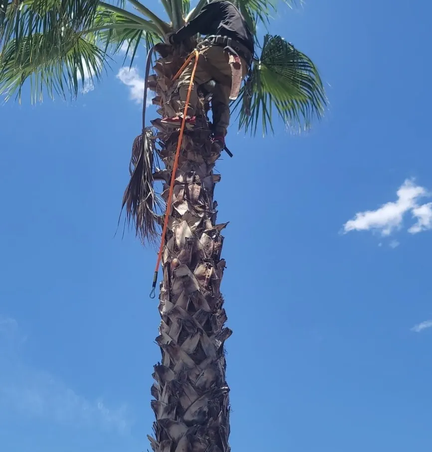 Quality Palm Tree Trimming