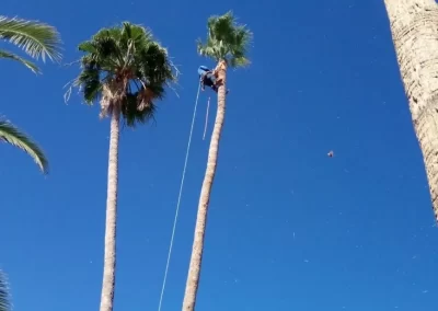 Reliable Palm Tree Trimming