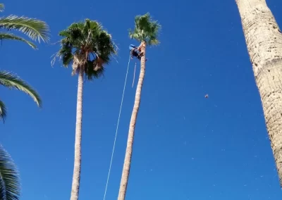 Top-notch Palm Tree Trimming
