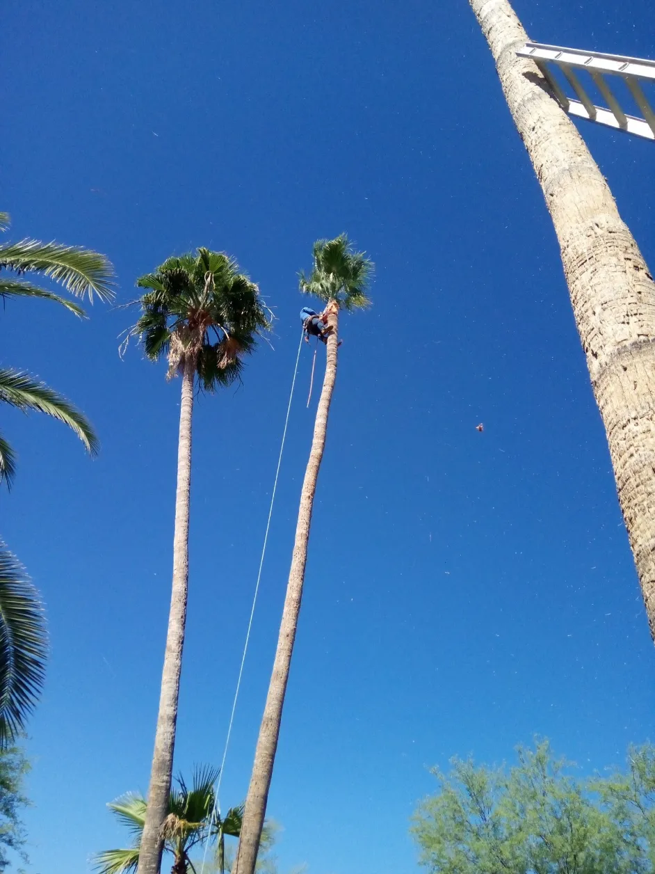 Top-notch Palm Tree Trimming
