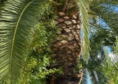 Trusted Palm Tree Trimming