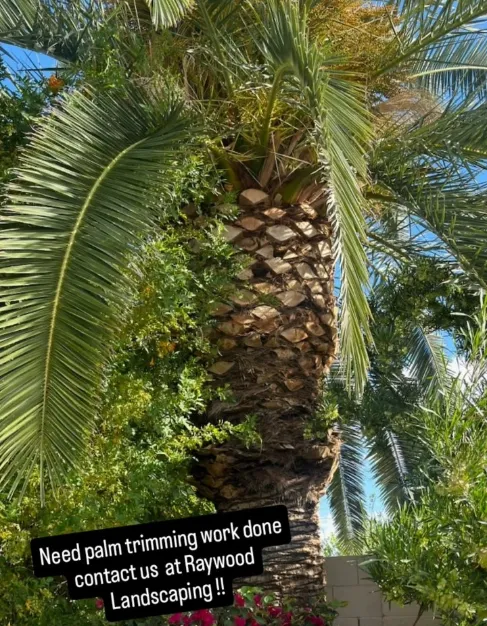 Trusted Palm Tree Trimming